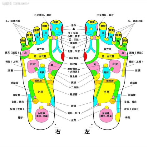 點穴|點穴(術語):概括,點穴功夫,基本功夫,鷹抓功,鐵指功,點石功,解繩功,。